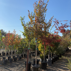 Village Green Japanese Zelkova