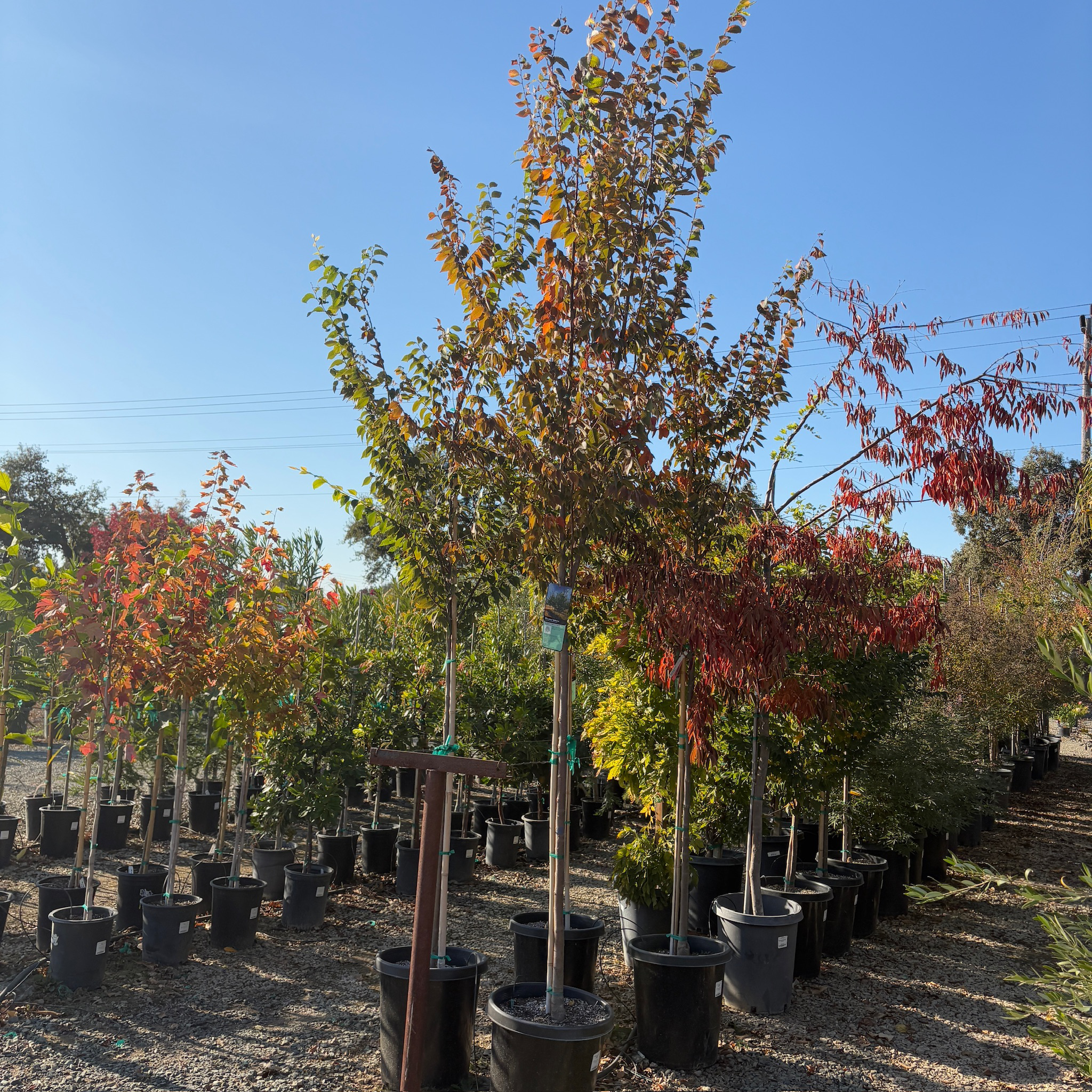 Village Green Japanese Zelkova