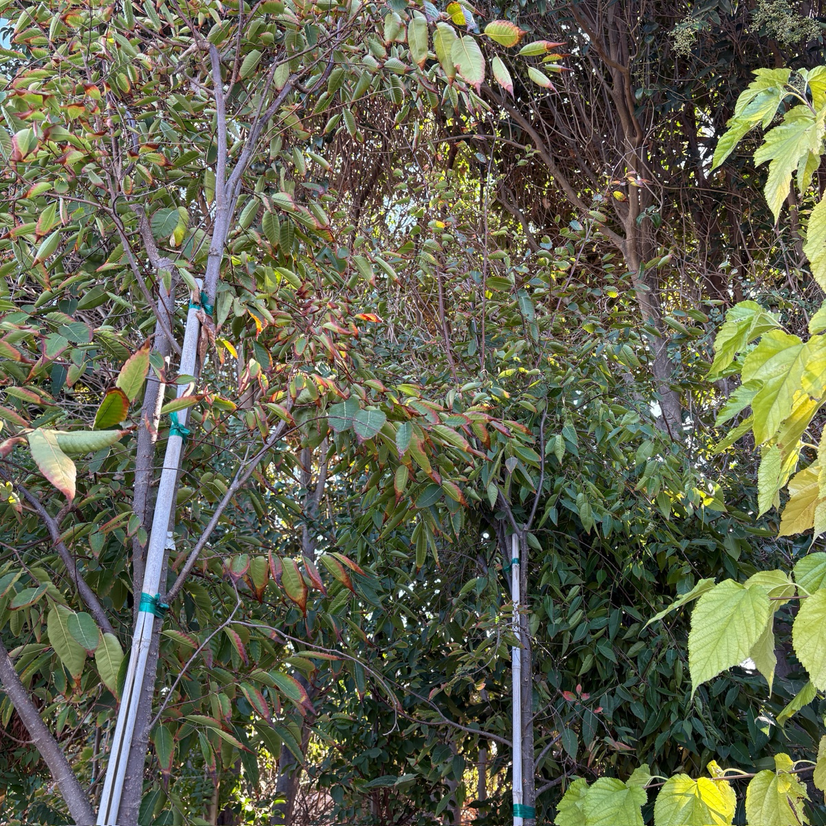 Village Green Japanese Zelkova