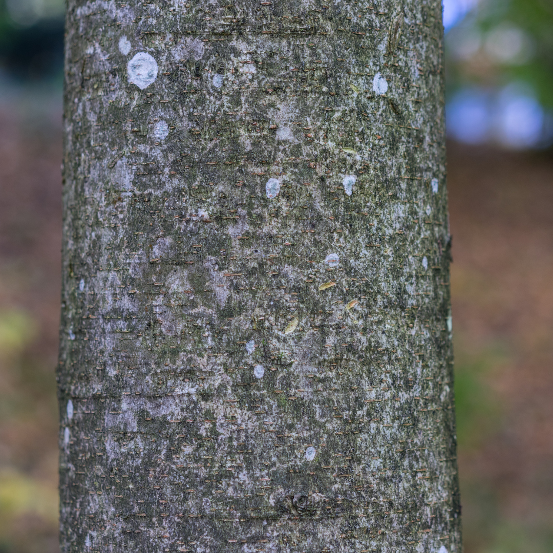 Village Green Japanese Zelkova