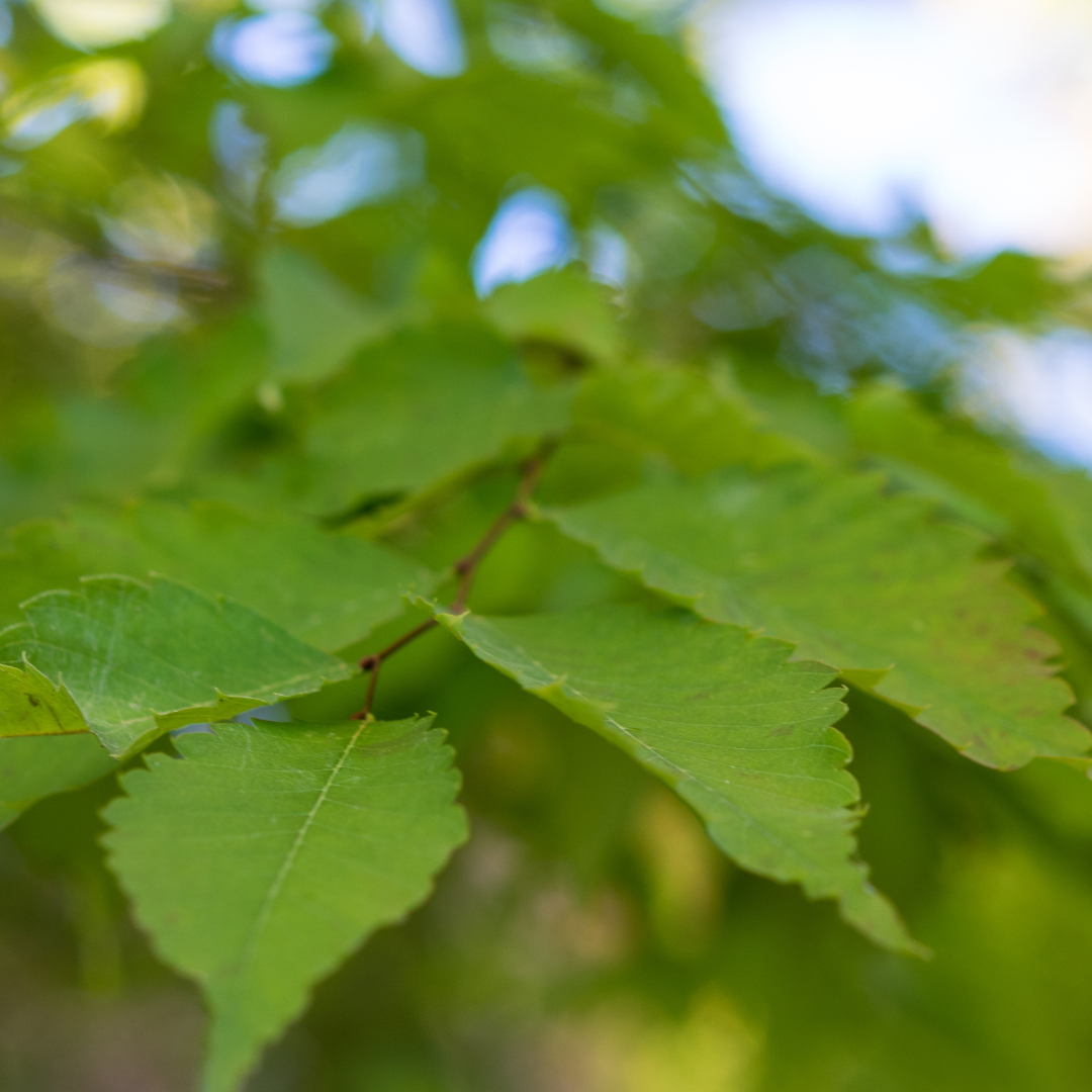 Village Green Japanese Zelkova