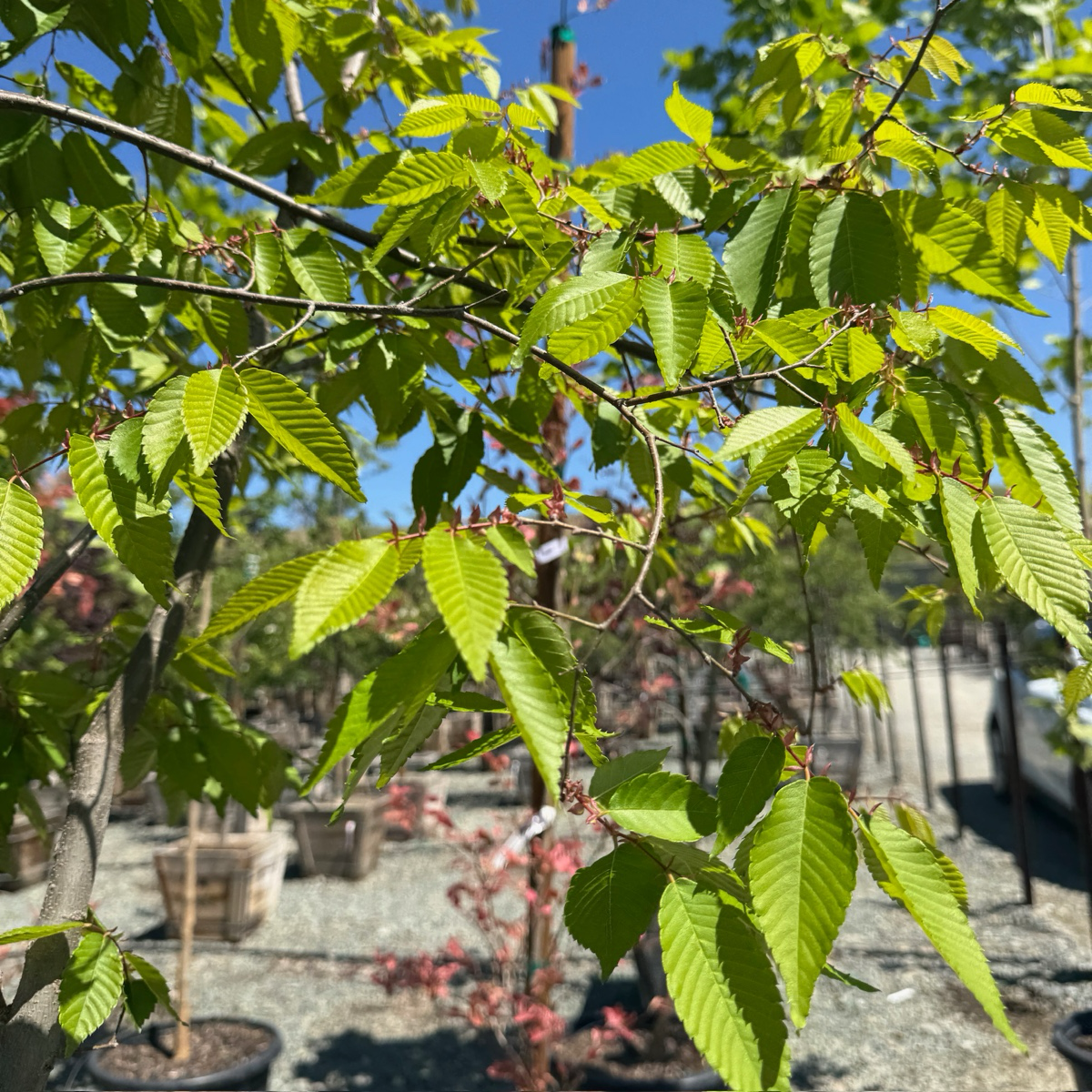 Village Green Zelkova | Vase Shaped Shade Tree – Victory Nursery