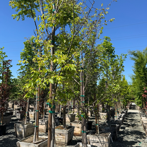 Village Green Zelkova | Vase Shaped Shade Tree – Victory Nursery