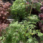 Viridis Lace Japanese Maple with a focus on a tall plant in a garden setting