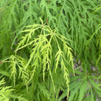 Close-up of Viridis Lace Japanese Maple leaves with a blurred background