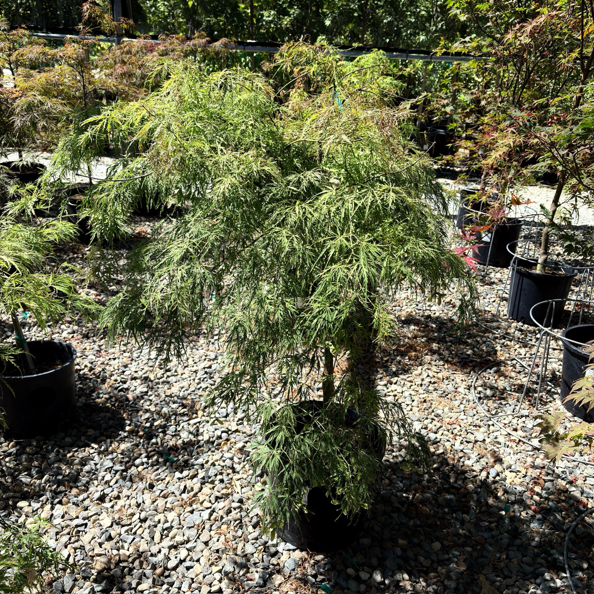 green maple tree indoor plant Viridis Lace Japanese Maple