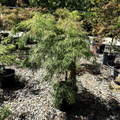 Potted Viridis Lace Japanese Maple tree in a garden setting with gravel and other plants.