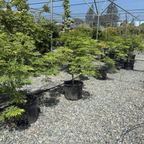 Row of potted Viridis Lace Japanese Maple trees in a nursery setting with gravel ground and metal structure.