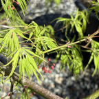 Close-up of green maple leaves with red buds on Viridis Lace Japanese Maple