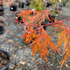Close-up of a branch with orange and red leaves on Viridis Lace Japanese Maple