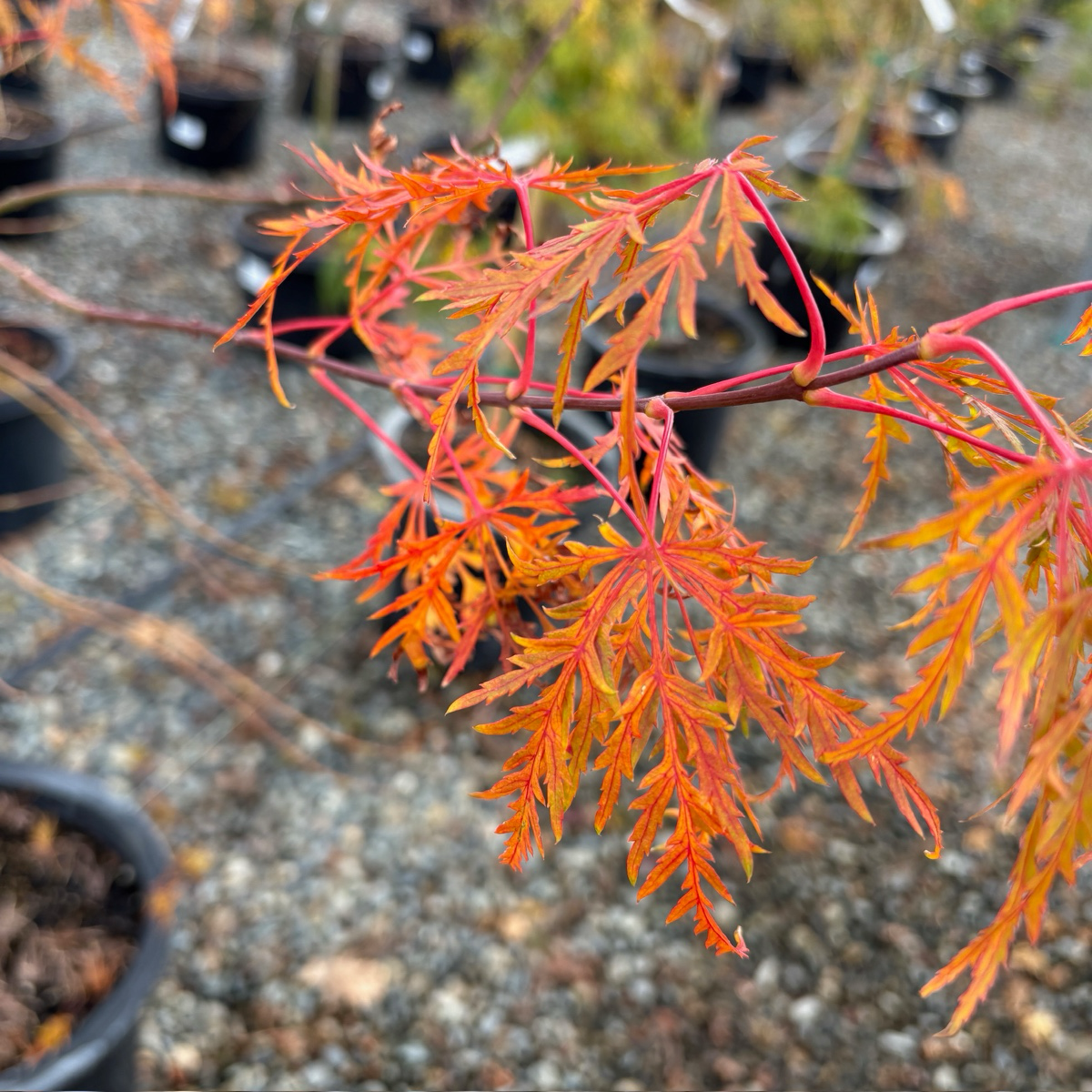 Close-up of a branch with orange and red leaves on Viridis Lace Japanese Maple