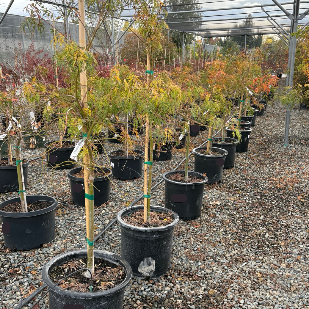 Row of potted Viridis Lace Japanese Maple plants in a greenhouse setting