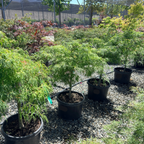 Viridis Lace Japanese Maple