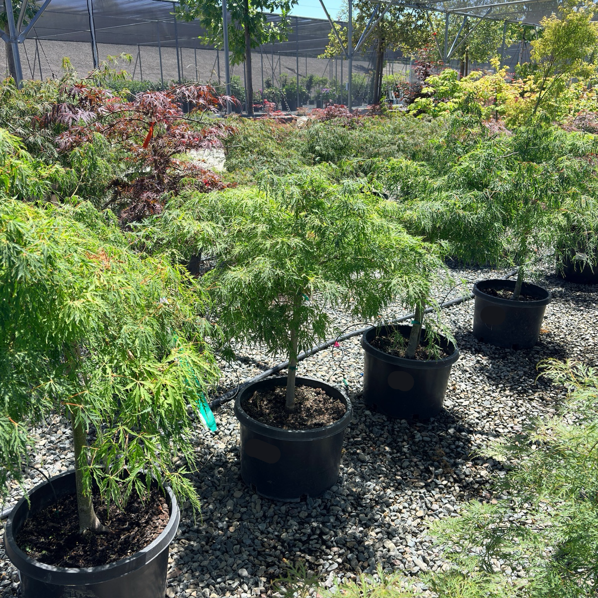 Viridis Lace Japanese Maple