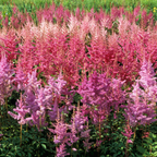 Visions in white  Astilbe