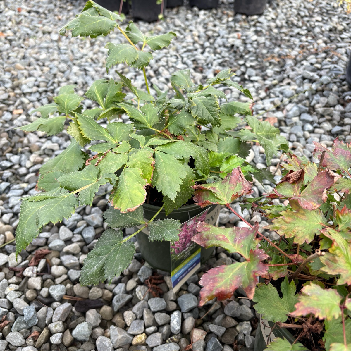 Visions in white  Astilbe