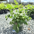 Visions in white  Astilbe