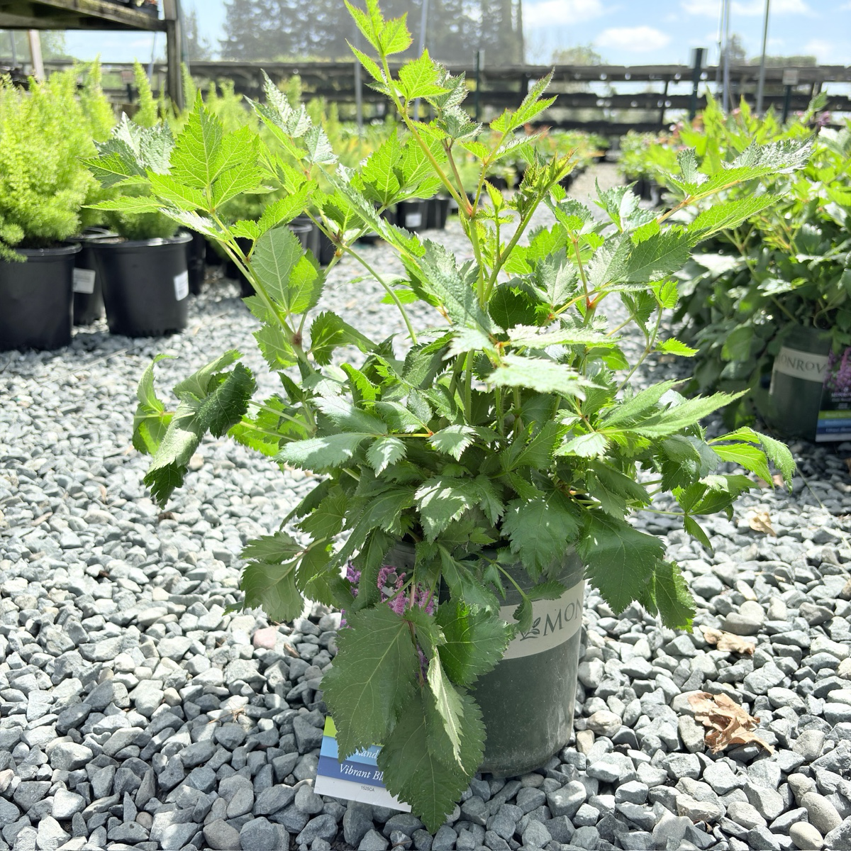 Visions in white  Astilbe