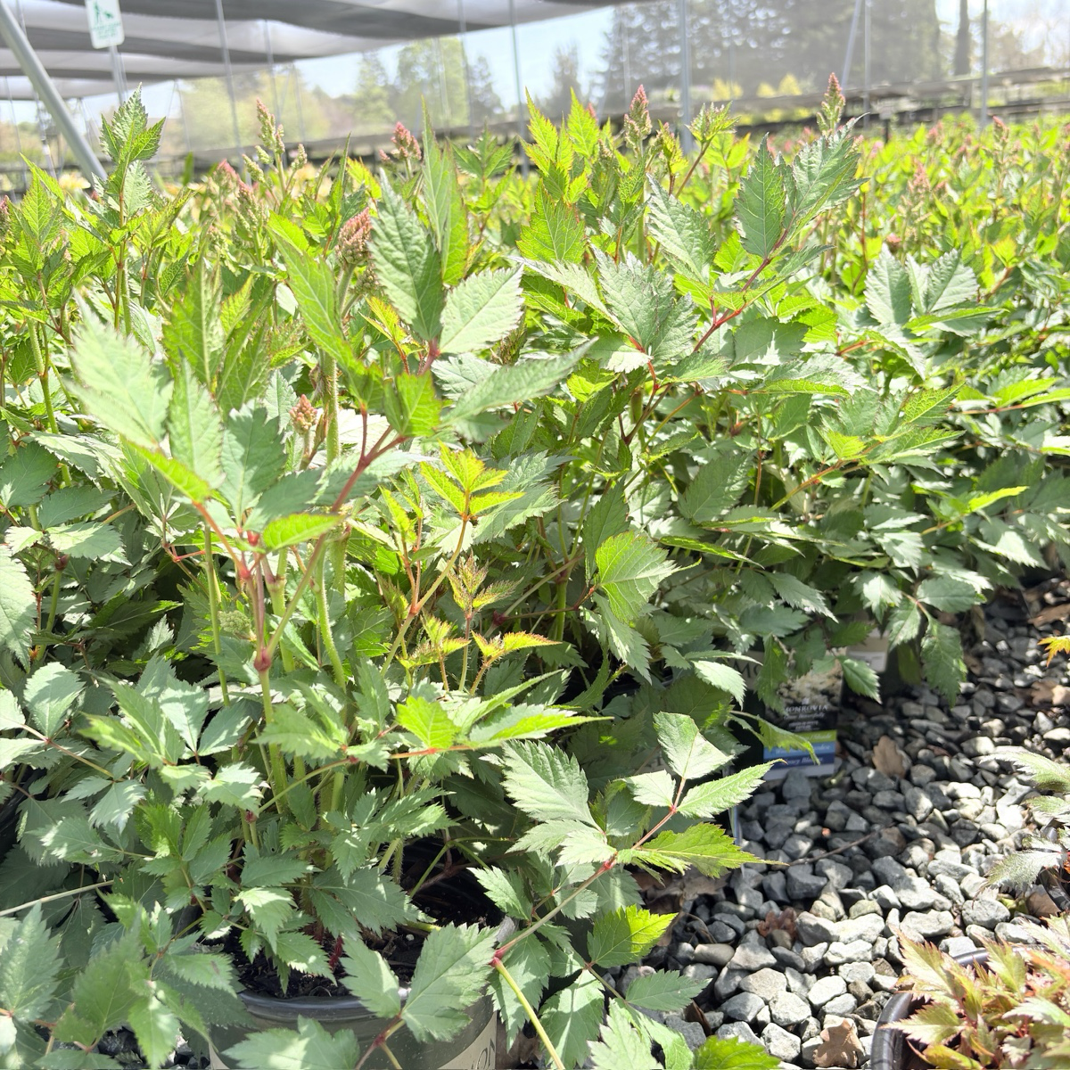 Visions in white  Astilbe