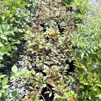 Visions in white  Astilbe