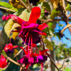 Voodoo Fuchsia