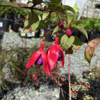 Voodoo Fuchsia
