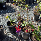 Voodoo Fuchsia