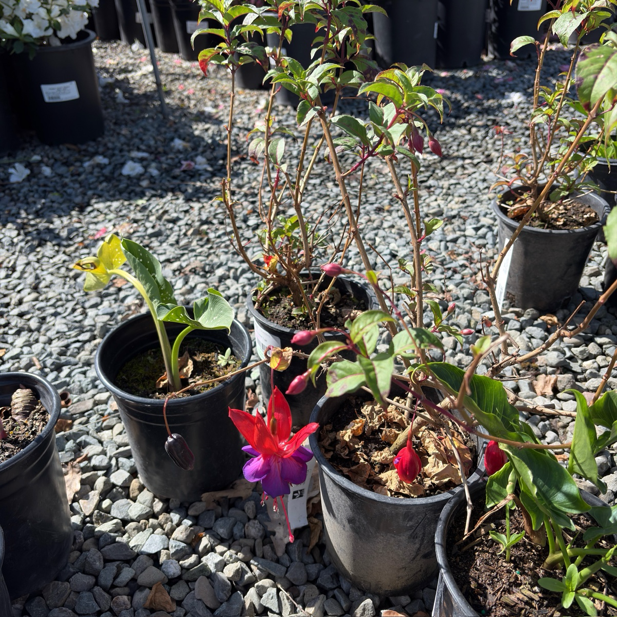 Voodoo Fuchsia | Bold Purple & Red Double Flowering Perennial