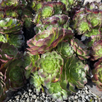 Vortex Semponium
