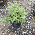 Walker's Low Catmint