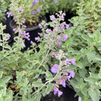 Walker's Low Catmint