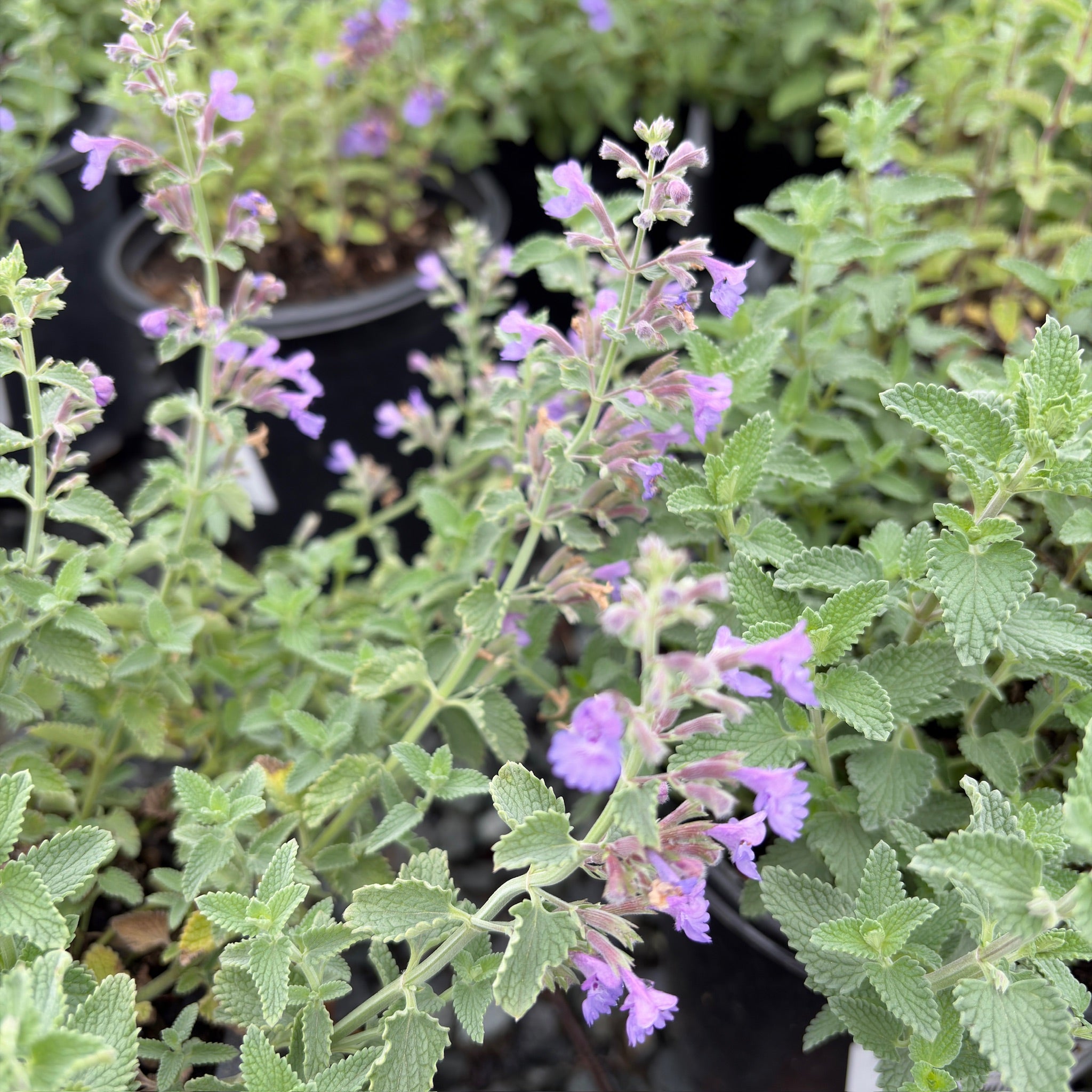 Walker's Low Catmint