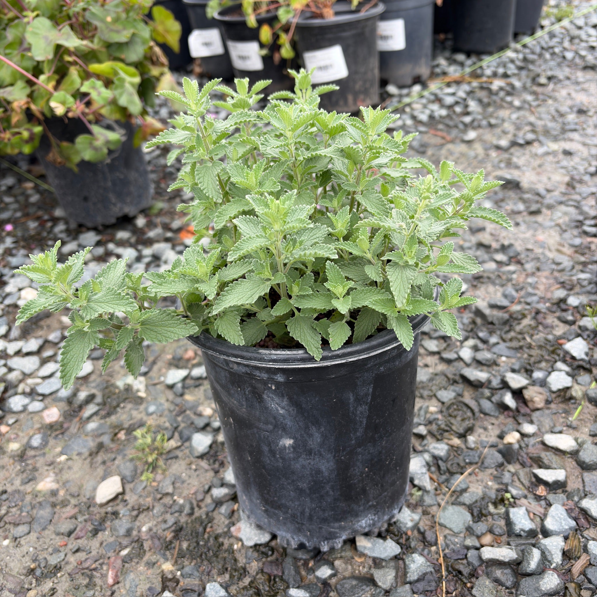 Walker's Low Catmint