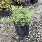 Walker's Low Catmint