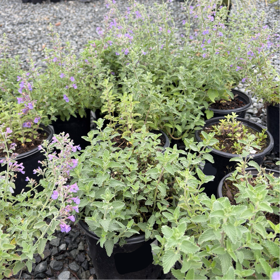 Walker's Low Catmint
