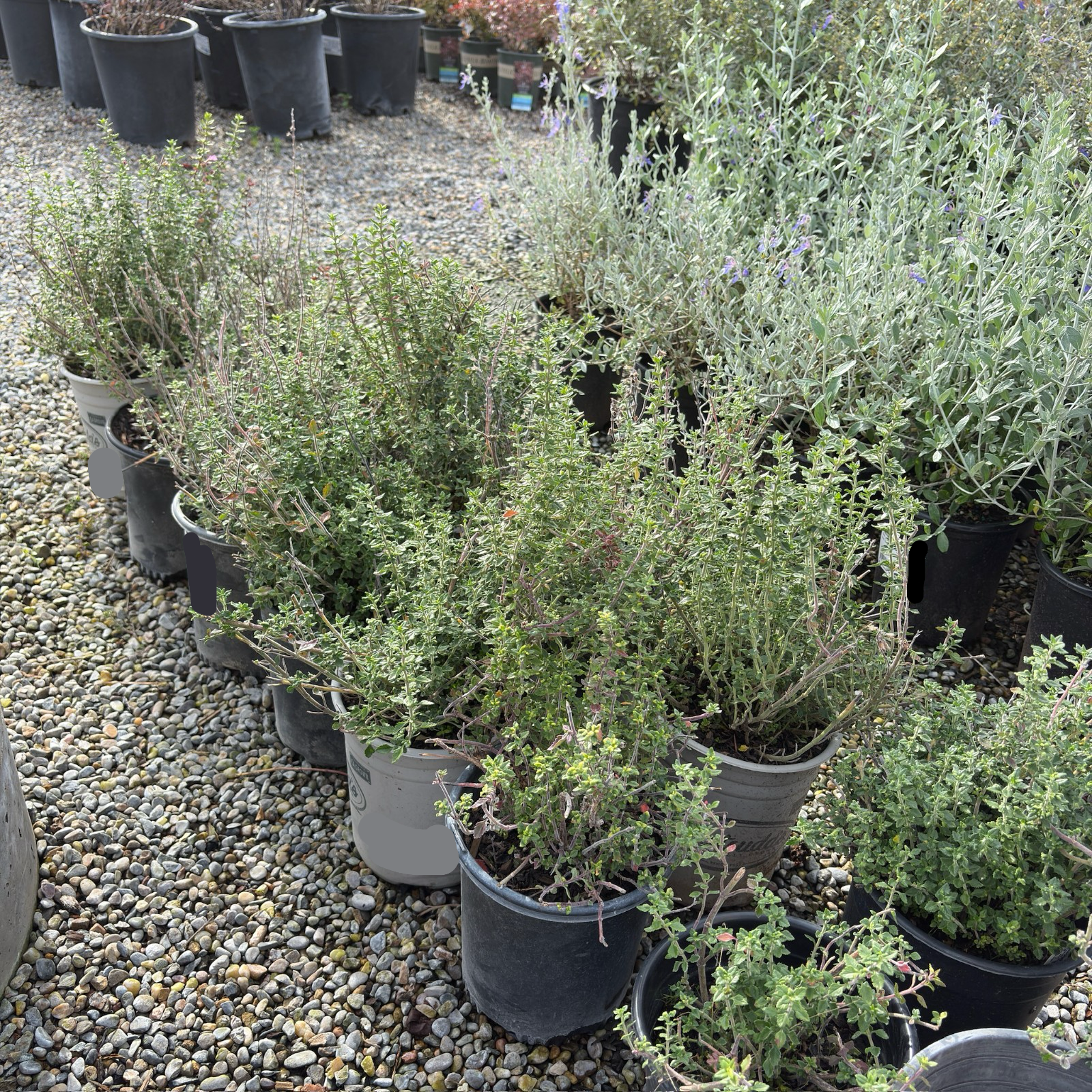 Wall Germander