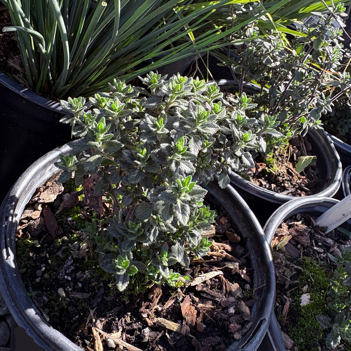 Wall Germander