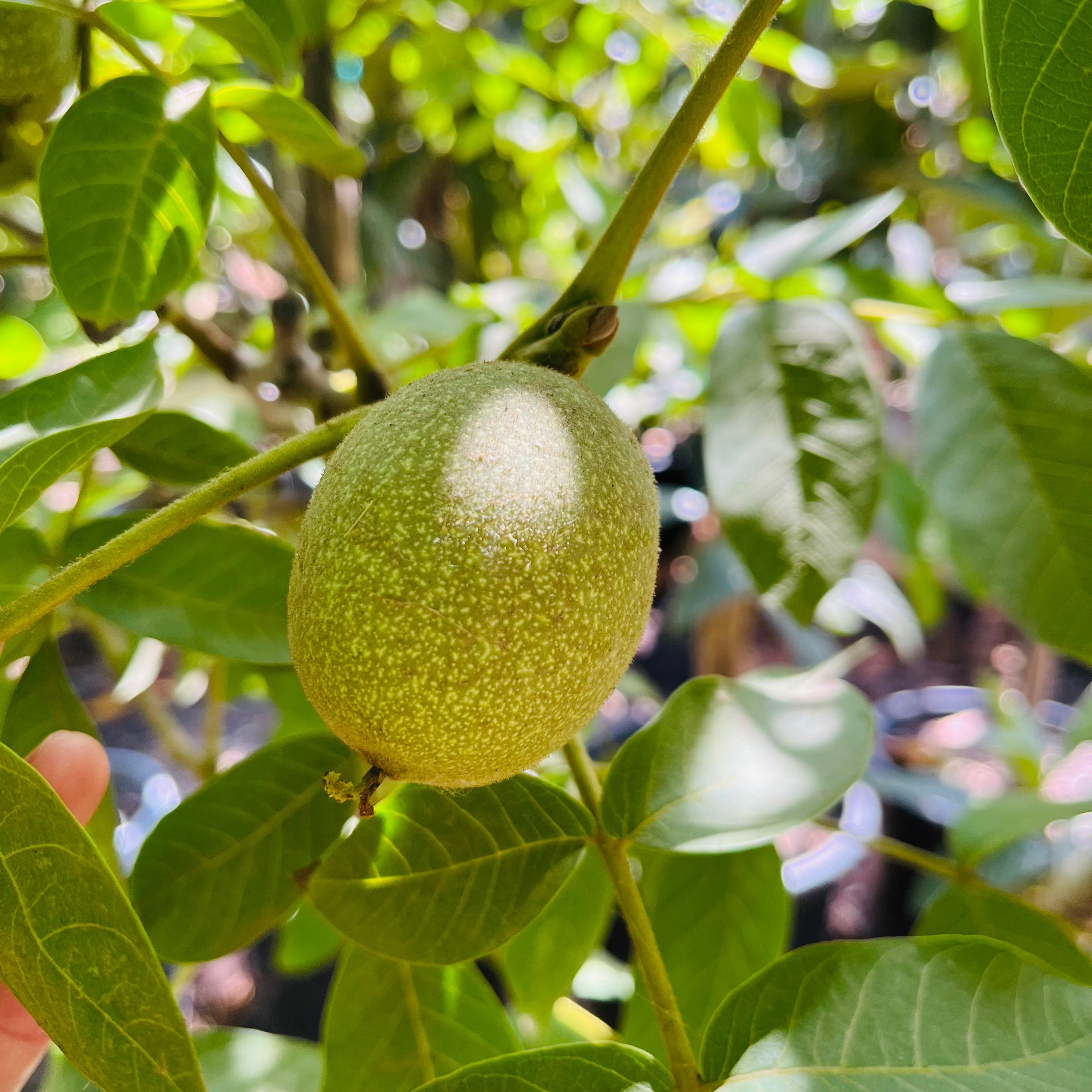 Green walnut on a tree branch with leaves