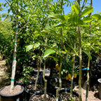 Young Walnut trees with green leaves and small fruits in a nursery setting