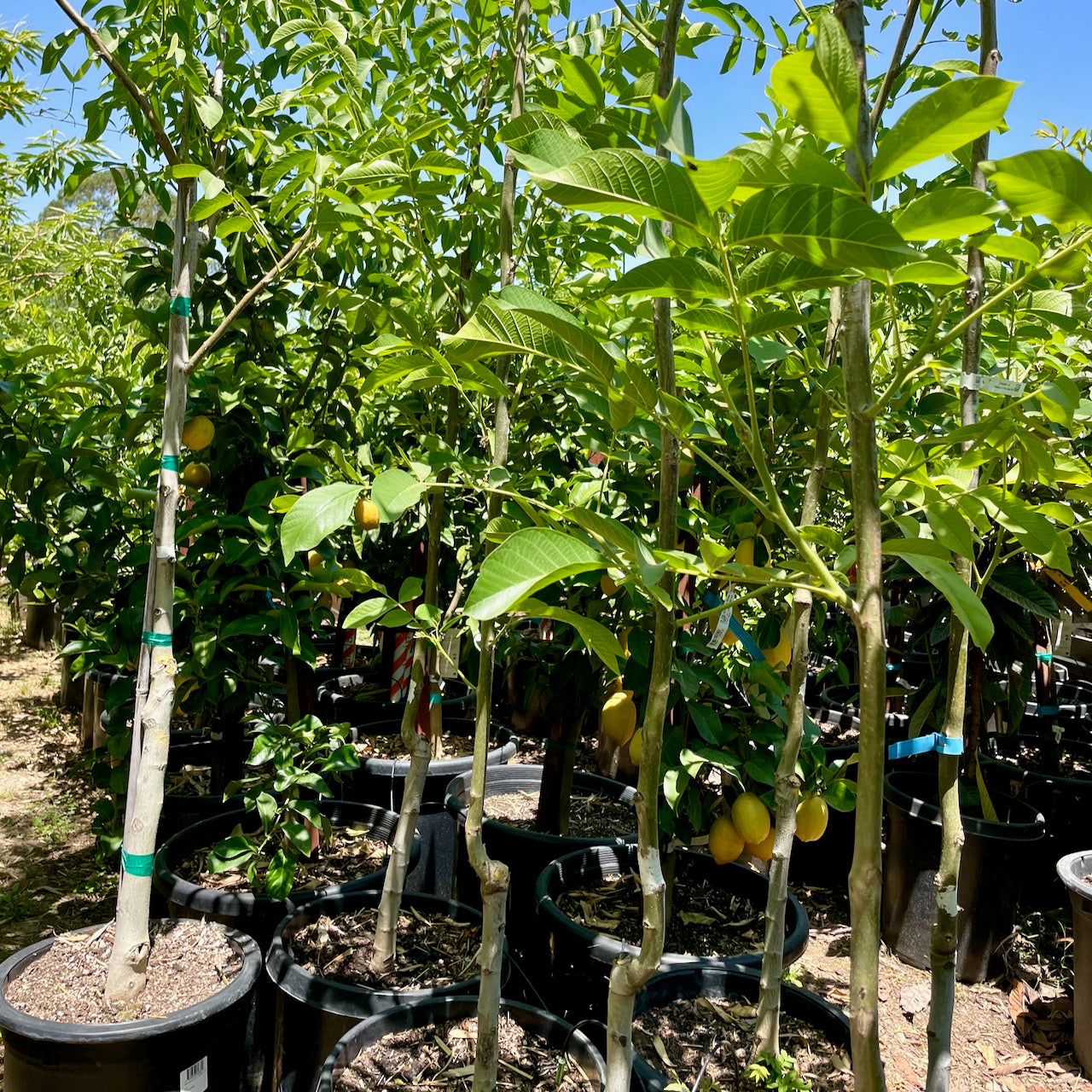Young Walnut trees with green leaves and small fruits in a nursery setting