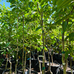 Row of young Walnut trees in pots with green leaves against a blue sky.