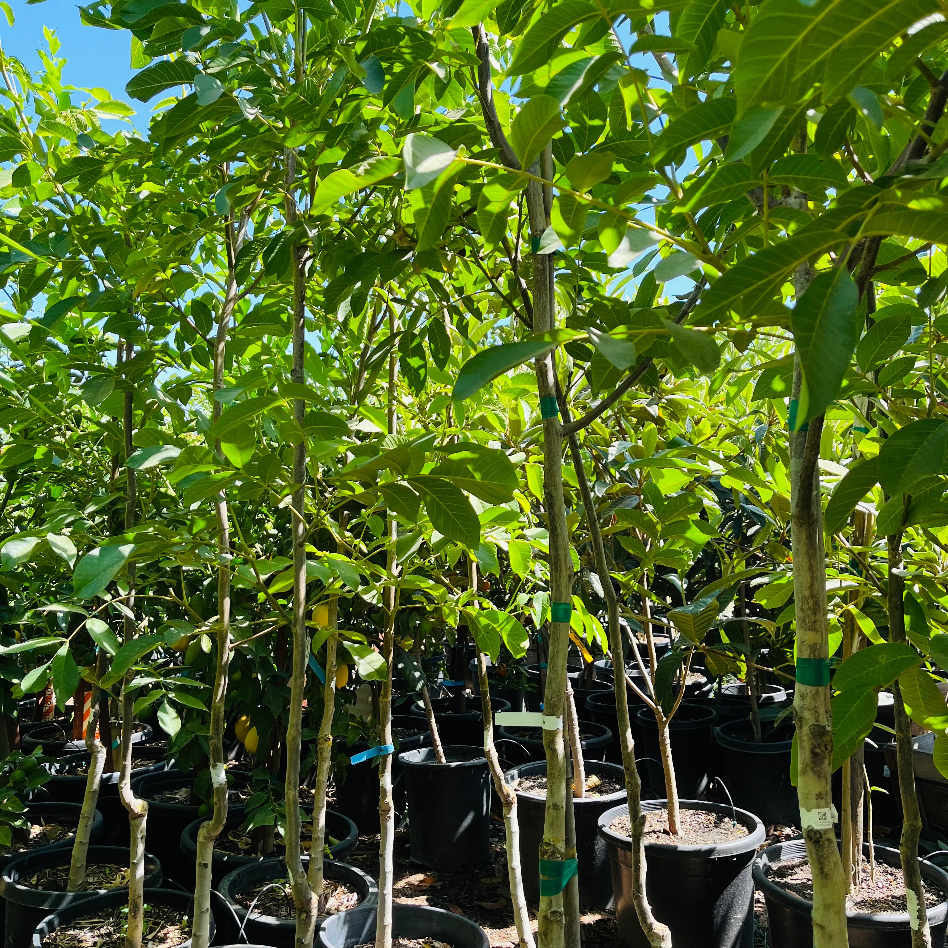 Row of young Walnut trees in pots with green leaves against a blue sky.