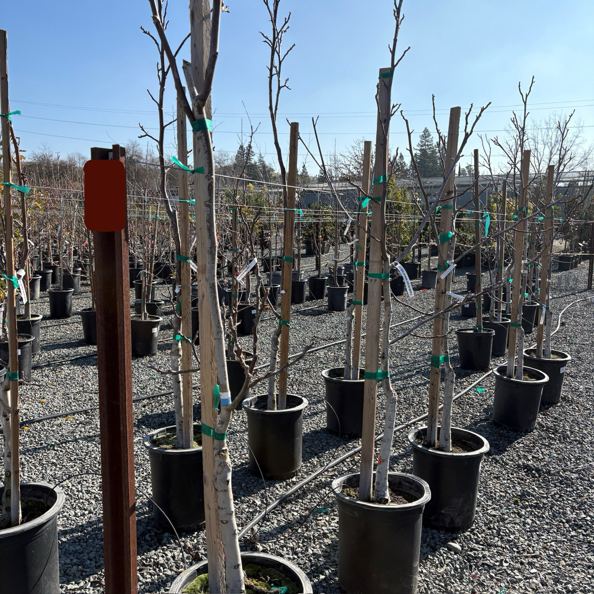 Row of potted Walnut trees in victory nursery setting with clear blue sky.