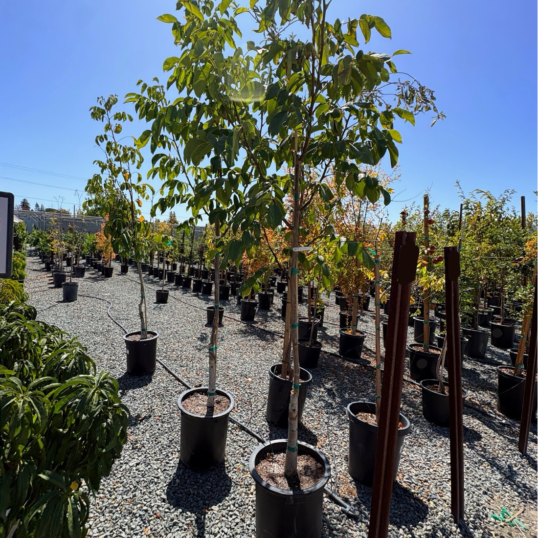 Walnut Tree