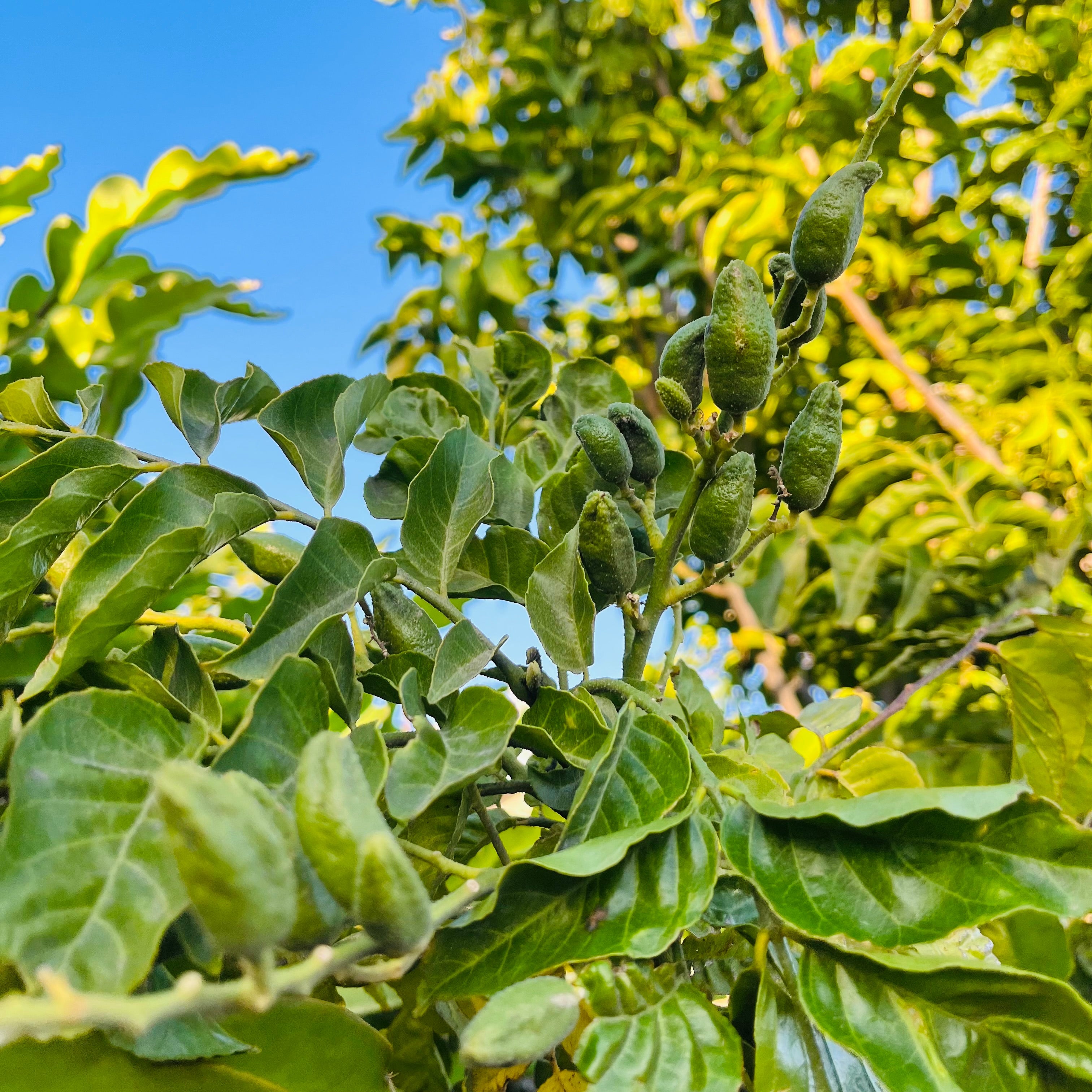 Close-up of green leaves and buds on a Wampee tree against a blue sky.