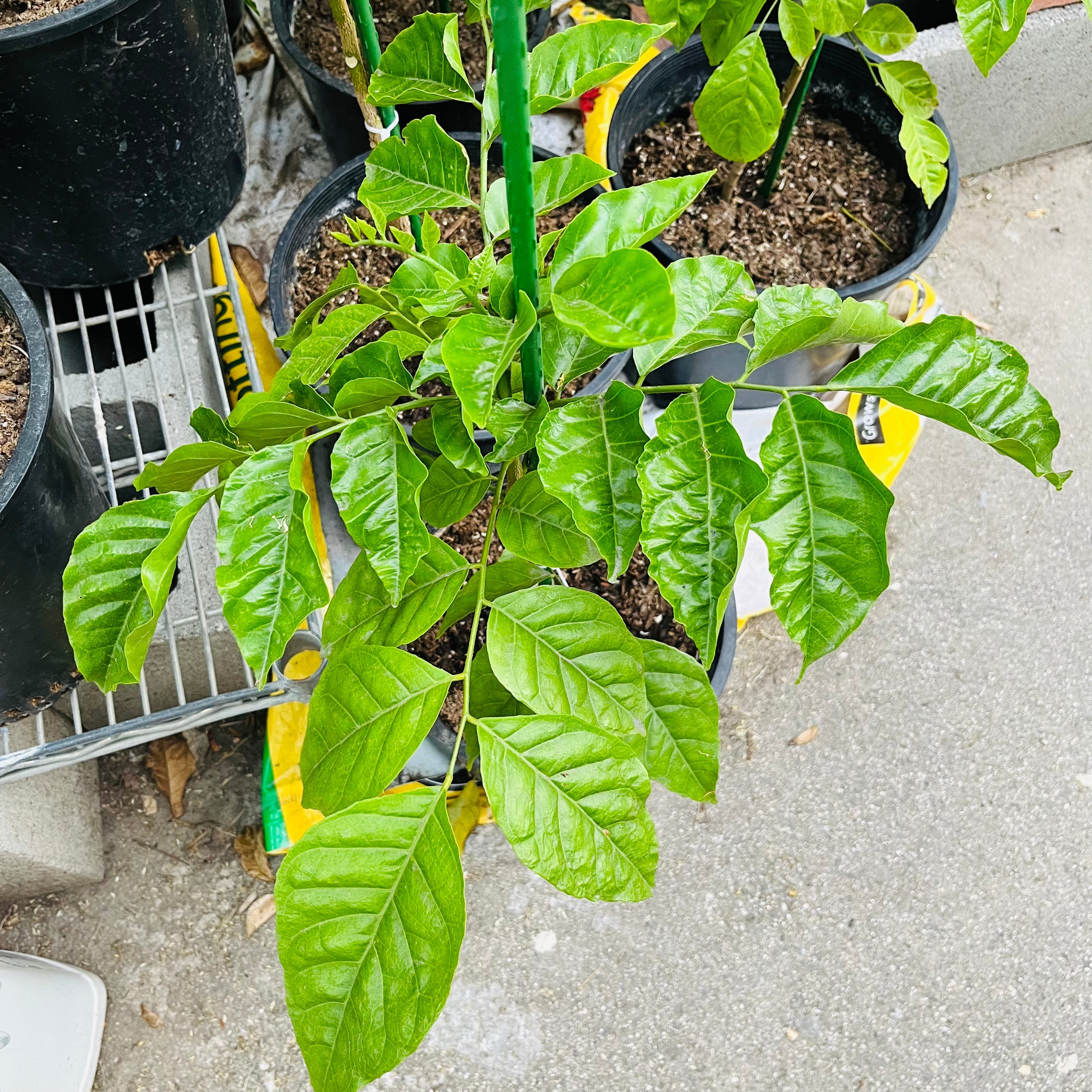 Young Wampee plant in a pot on a concrete surface with other plants in the background.