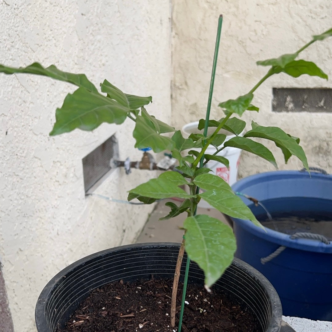Small potted Wampee plant against a textured wall with visible pipes.