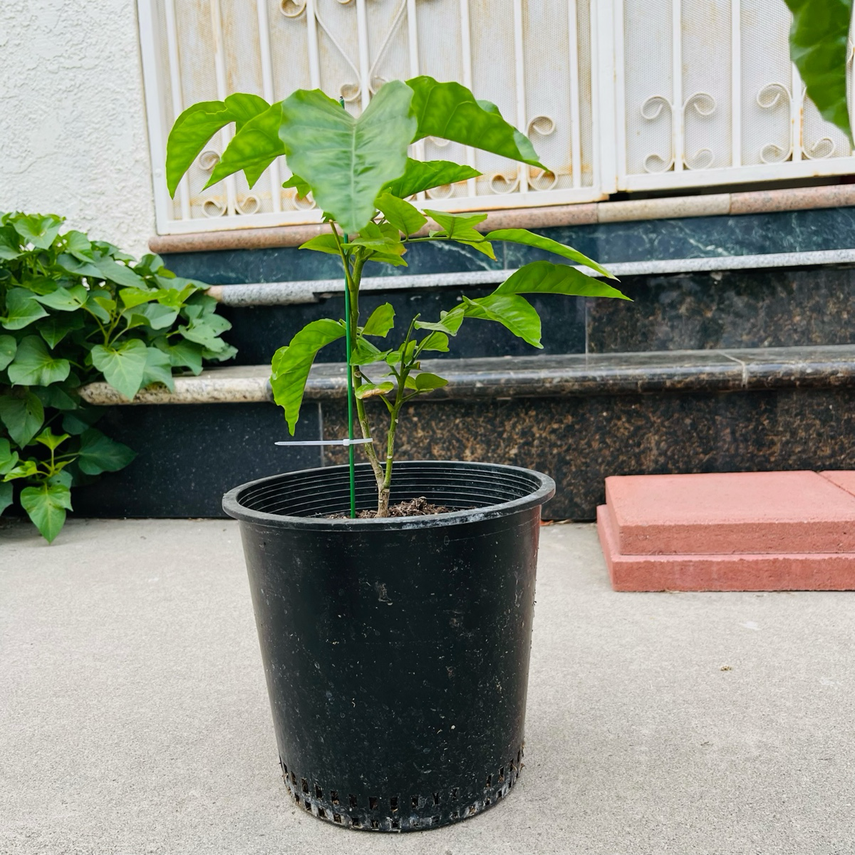 Wampee Tree
