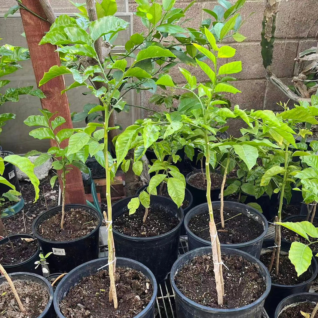 Row of potted Wampee plants with green leaves against a brick wall.