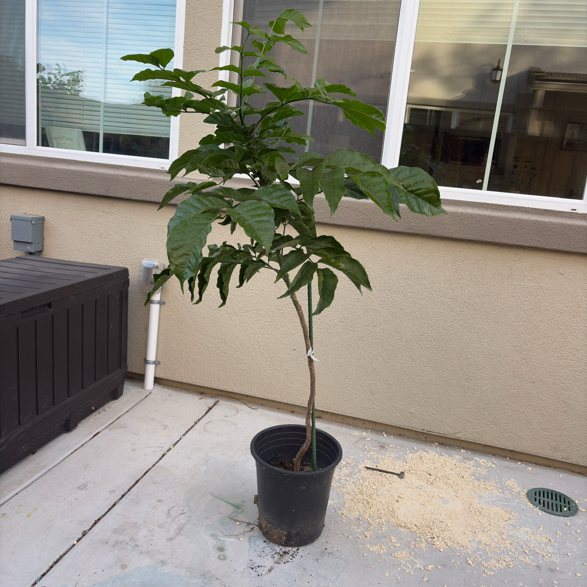 Wampee Tree